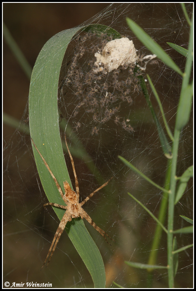 Pisaura mirabilis question
